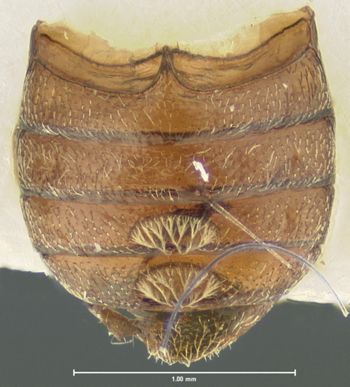 Media type: image;   Entomology 264 Aspect: abdomen ventral view